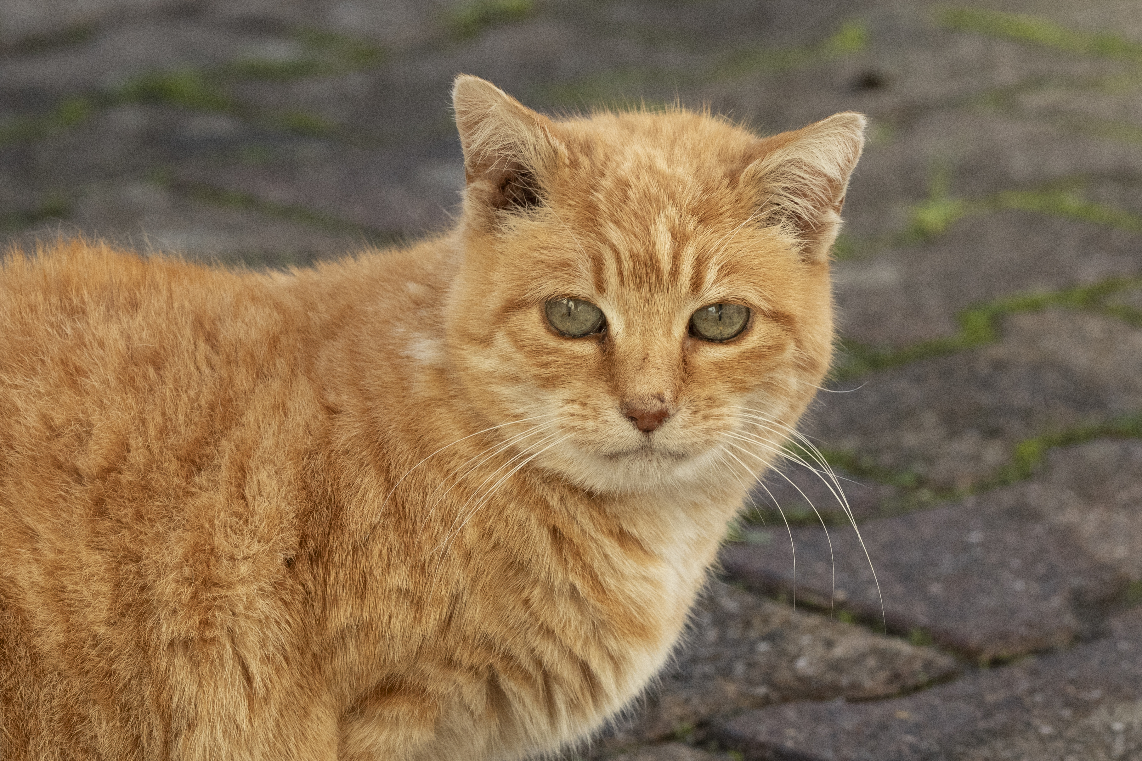 Un regard qui en dit long, celui d'un chat qui observe le monde en silence.