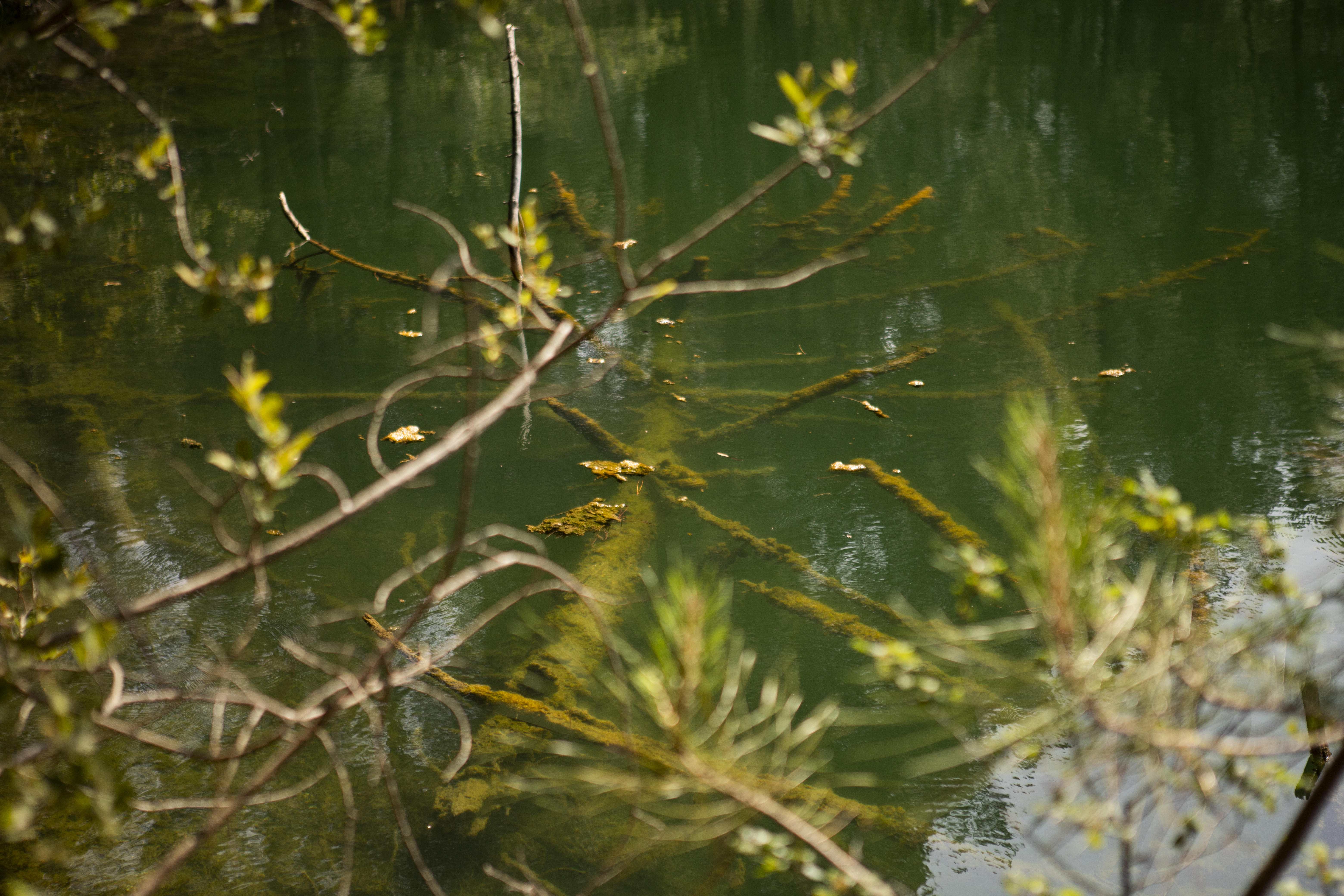 L'eau miroir de la forêt révèle un arbre fantôme qui danse avec ses reflets.