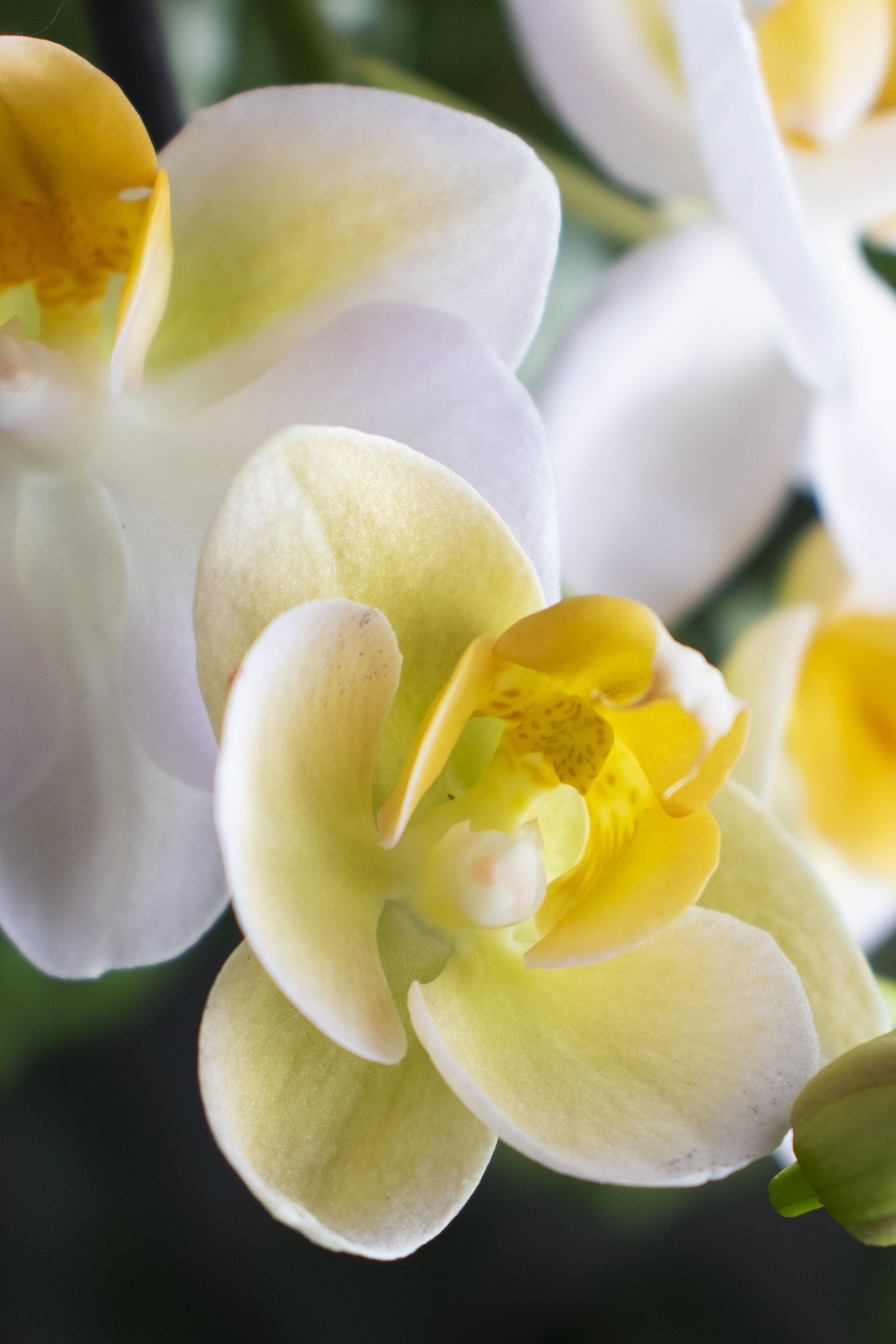 Vie brève, beauté grande 14