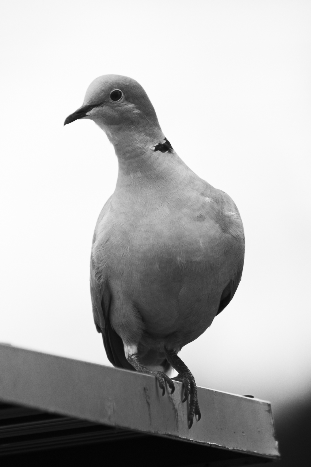 Entre gris clair et gris foncé 10