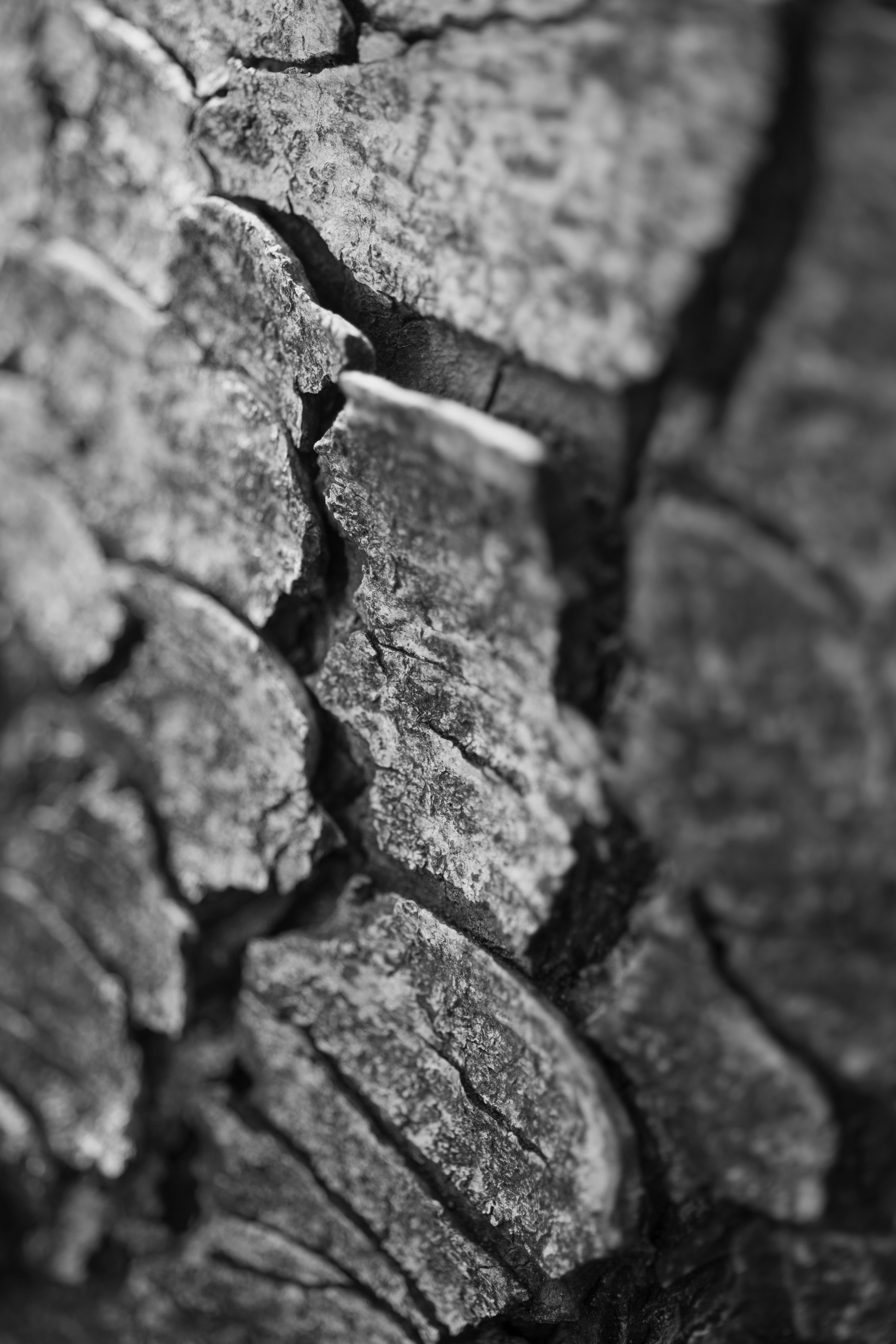 Entre gris clair et gris foncé 12